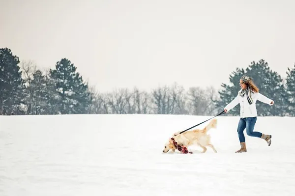 Optimal Walking Times for Your Dog: Enhance Health and Happiness