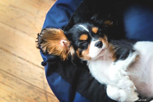 Effective Ways to Tire Your Dog Out: Boost Energy, Bond, and Health