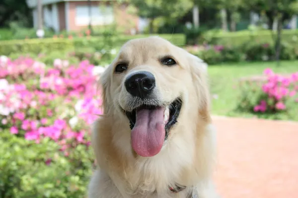 Effective Ways to Tire Your Dog Out: Boost Energy, Bond, and Health