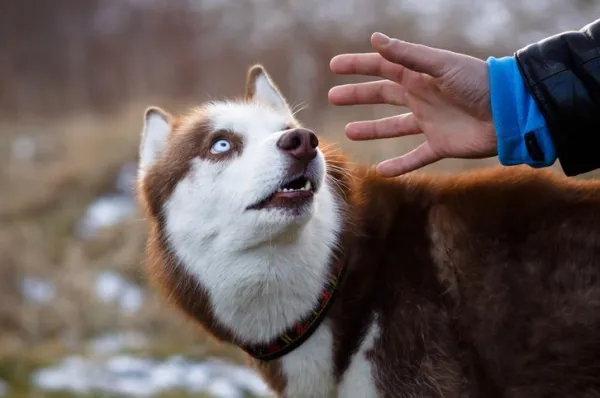 How to Help Your Dog Overcome Fear of People