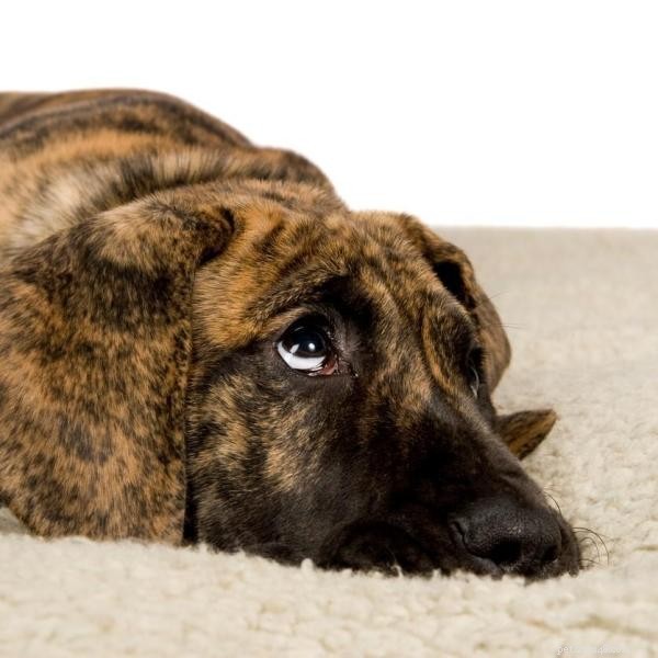 How to Help Your Dog Overcome Fear of People