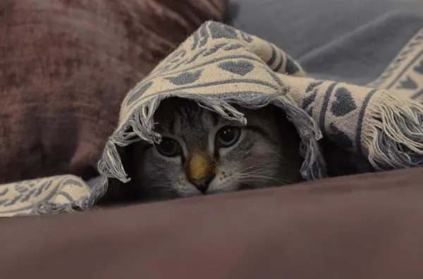 Why Does My Cat Hide From Everyone but Me? Unveiling Feline Fear and Simple Solutions