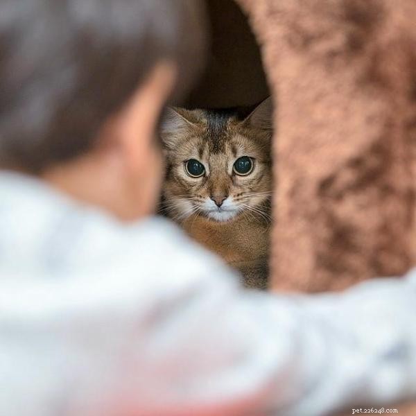 Why Does My Cat Hide From Everyone but Me? Unveiling Feline Fear and Simple Solutions