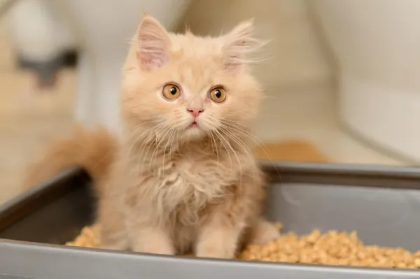 Step‑by‑Step Guide to Training Your Cat to Use the Toilet
