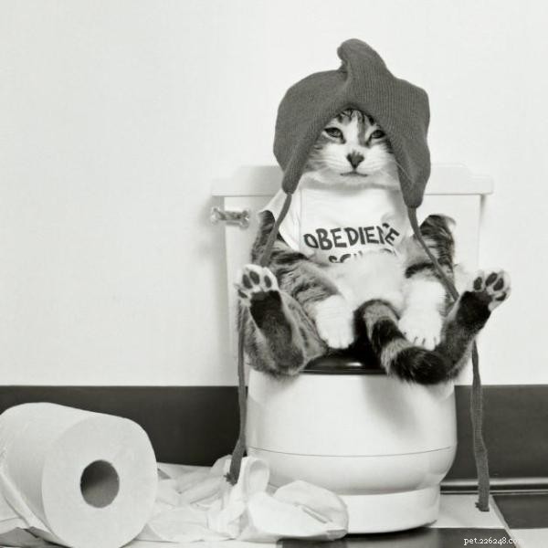 Step‑by‑Step Guide to Training Your Cat to Use the Toilet