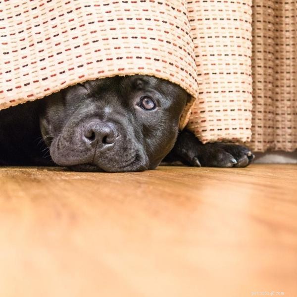How to Ease Your Dog’s Fear of Fireworks – Simple Remedies & Tips