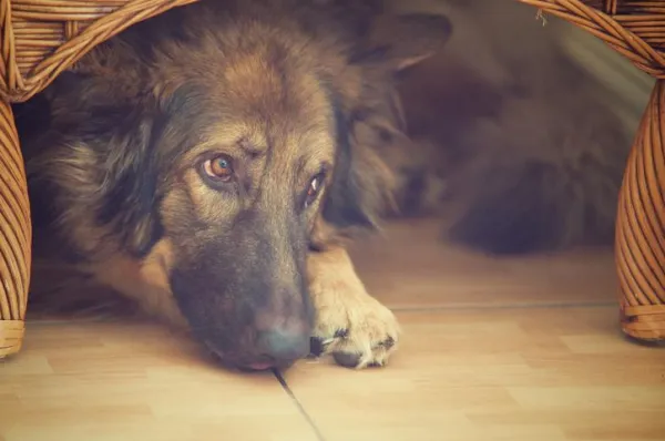 How to Ease Your Dog’s Fear of Fireworks – Simple Remedies & Tips
