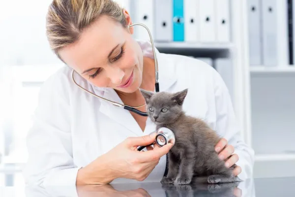 Why Is My Cat Peeing Everywhere? Top Causes and Proven Solutions