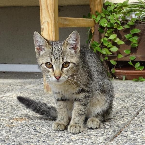 Why Is My Cat Peeing Everywhere? Top Causes and Proven Solutions