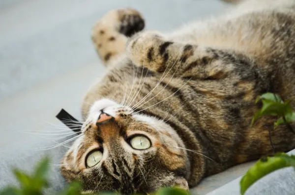 Why Is My Cat Peeing Everywhere? Top Causes and Proven Solutions