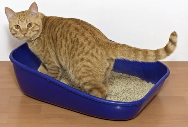 Why Is My Cat Peeing Everywhere? Top Causes and Proven Solutions