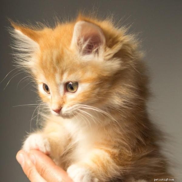 Effective Kitten Training: A Comprehensive Guide for New Owners