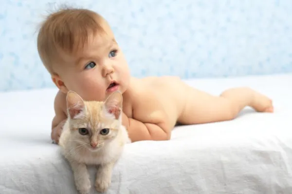 Why Is My Cat Peeing Everywhere? Top Causes and Proven Solutions