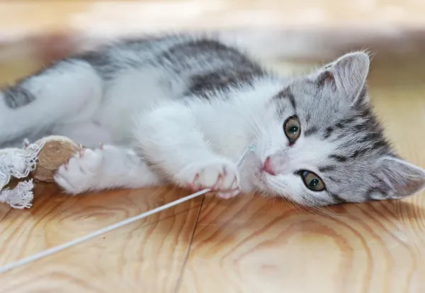 Effective Kitten Training: A Comprehensive Guide for New Owners