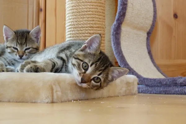 Effective Kitten Training: A Comprehensive Guide for New Owners