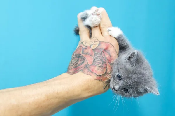 Effective Kitten Training: A Comprehensive Guide for New Owners