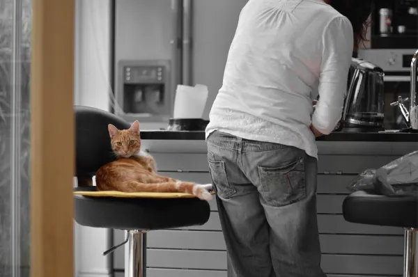 Effective Kitten Training: A Comprehensive Guide for New Owners