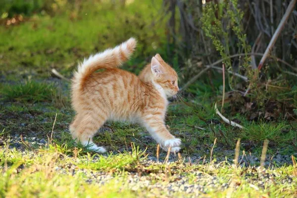 Effective Kitten Training: A Comprehensive Guide for New Owners