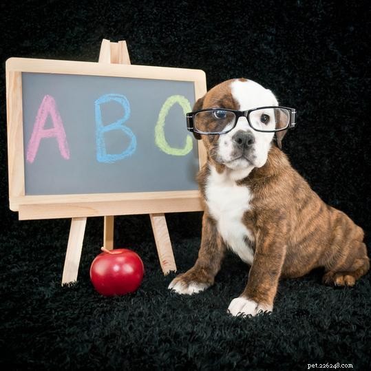 When to Begin Puppy Training: Expert Timing Tips