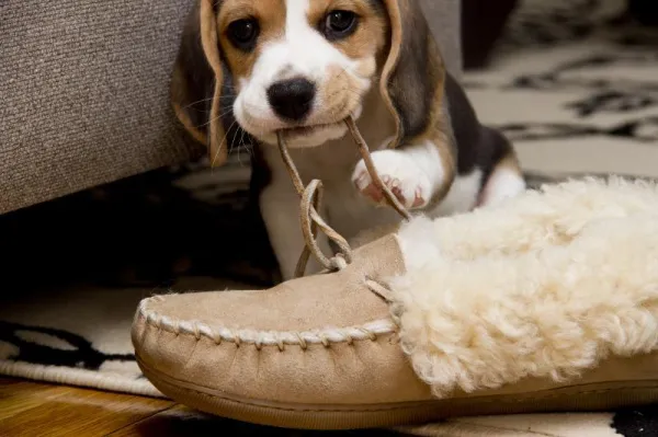 When to Begin Puppy Training: Expert Timing Tips