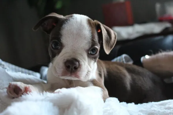 When to Begin Puppy Training: Expert Timing Tips