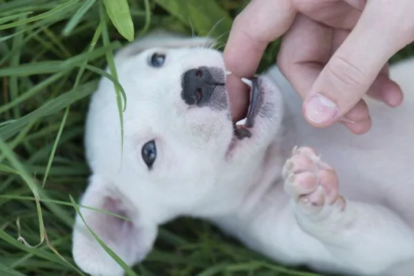 When to Begin Puppy Training: Expert Timing Tips