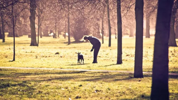 Understanding Coprophagia: Why Dogs Eat Feces and How to Stop It