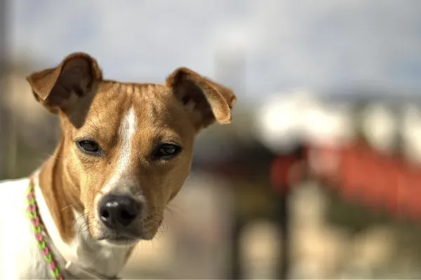 Understanding Coprophagia: Why Dogs Eat Feces and How to Stop It