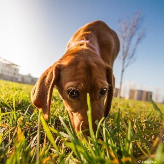 Understanding Coprophagia: Why Dogs Eat Feces and How to Stop It