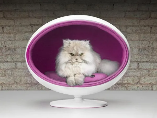 Training Your Cat to Love Its Own Bed: Easy Steps for Better Sleep