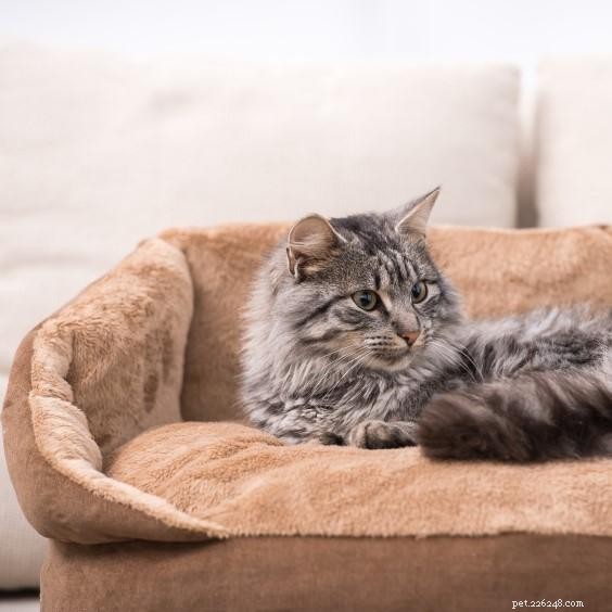 Training Your Cat to Love Its Own Bed: Easy Steps for Better Sleep
