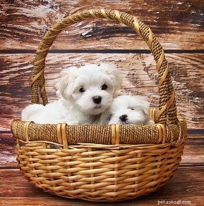 Teach Your Dog to Sleep Comfortably in Their Own Bed: A Proven Step-by-Step Guide