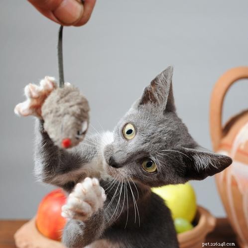 10 Engaging Games to Keep Your Cat Happy and Healthy