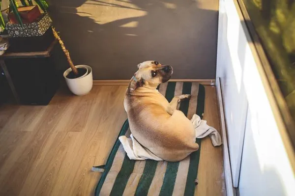 Teach Your Dog to Sleep Comfortably in Their Own Bed: A Proven Step-by-Step Guide