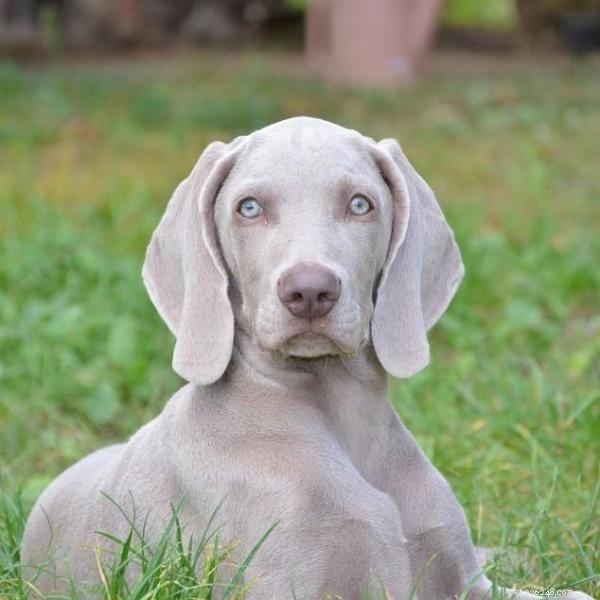 Teach Your Dog Its Name: A Step-by-Step Guide for Effective Obedience Training