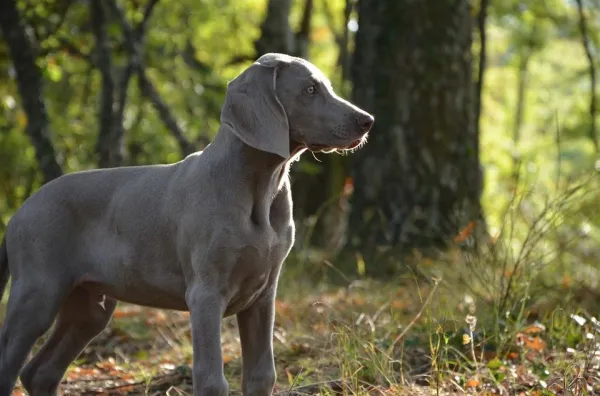 Teach Your Dog Its Name: A Step-by-Step Guide for Effective Obedience Training