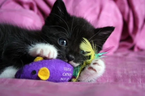 10 Engaging Games to Keep Your Cat Happy and Healthy