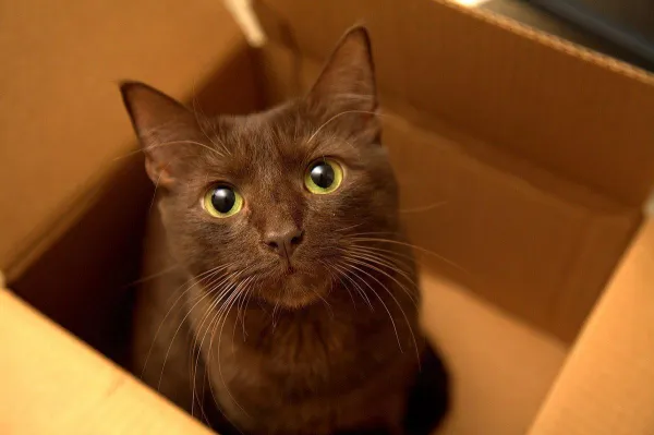 10 Engaging Games to Keep Your Cat Happy and Healthy