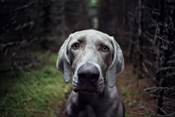 Teach Your Dog Its Name: A Step-by-Step Guide for Effective Obedience Training