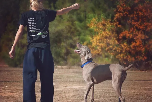 Teach Your Dog Its Name: A Step-by-Step Guide for Effective Obedience Training