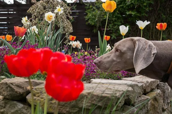 Teach Your Dog Its Name: A Step-by-Step Guide for Effective Obedience Training