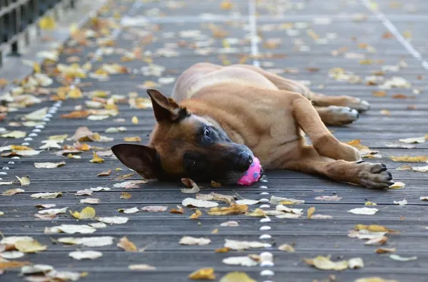 Teach Your Dog to Drop Objects: A Step-by-Step Guide