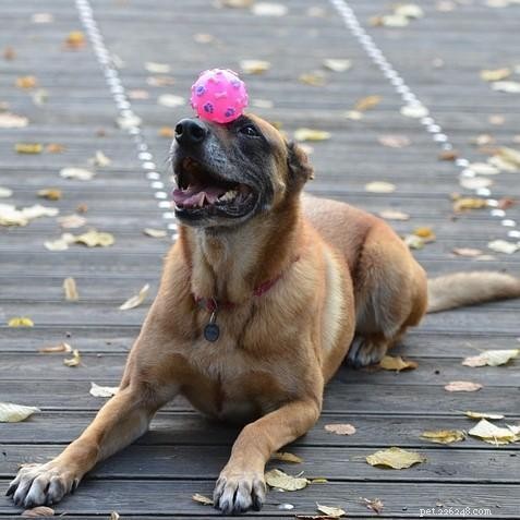Teach Your Dog to Drop Objects: A Step-by-Step Guide