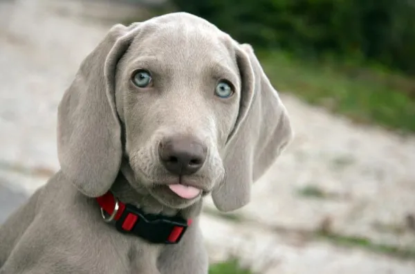 Teach Your Dog Its Name: A Step-by-Step Guide for Effective Obedience Training
