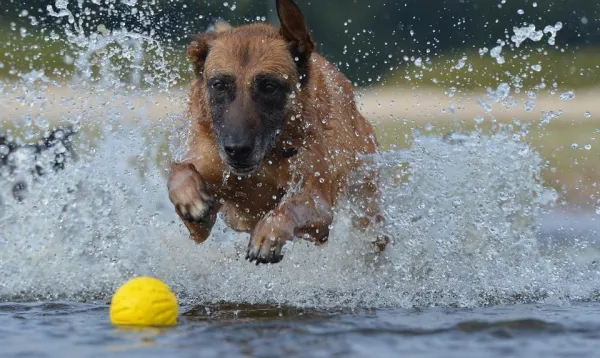 Teach Your Dog to Drop Objects: A Step-by-Step Guide