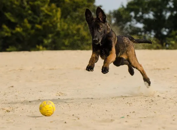 Teach Your Dog to Drop Objects: A Step-by-Step Guide