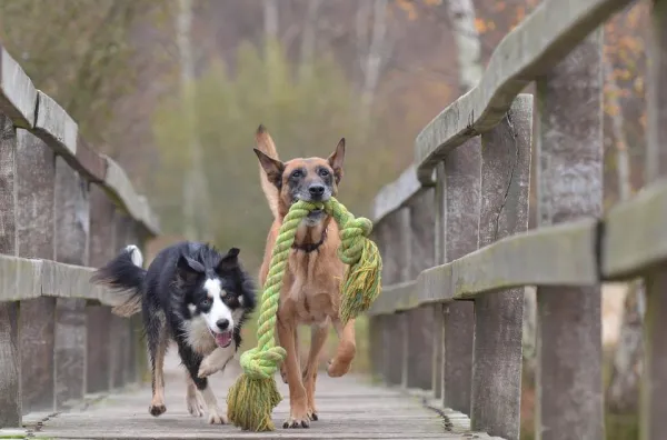 Teach Your Dog to Drop Objects: A Step-by-Step Guide