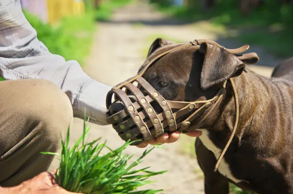 Safe Techniques to Encourage a Pit Bull to Release Its Bite