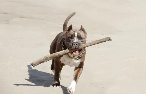 Safe Techniques to Encourage a Pit Bull to Release Its Bite