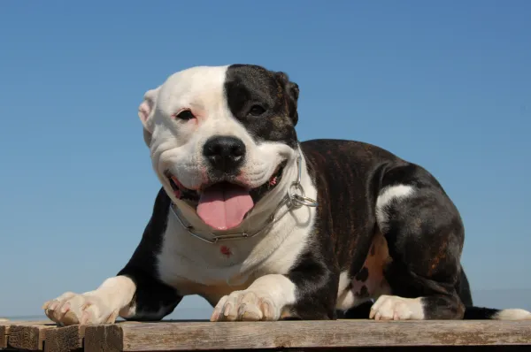 Safe Techniques to Encourage a Pit Bull to Release Its Bite